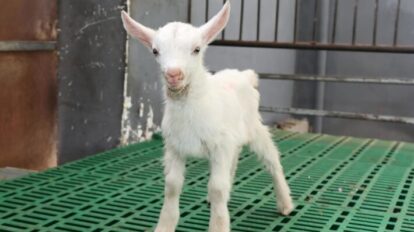 China logra la primera clonación masiva de cabras lecheras de alto rendimiento