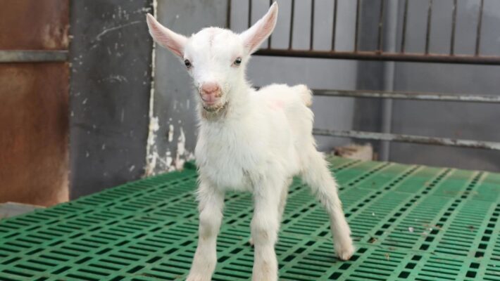 China logra la primera clonación masiva de cabras lecheras de alto rendimiento