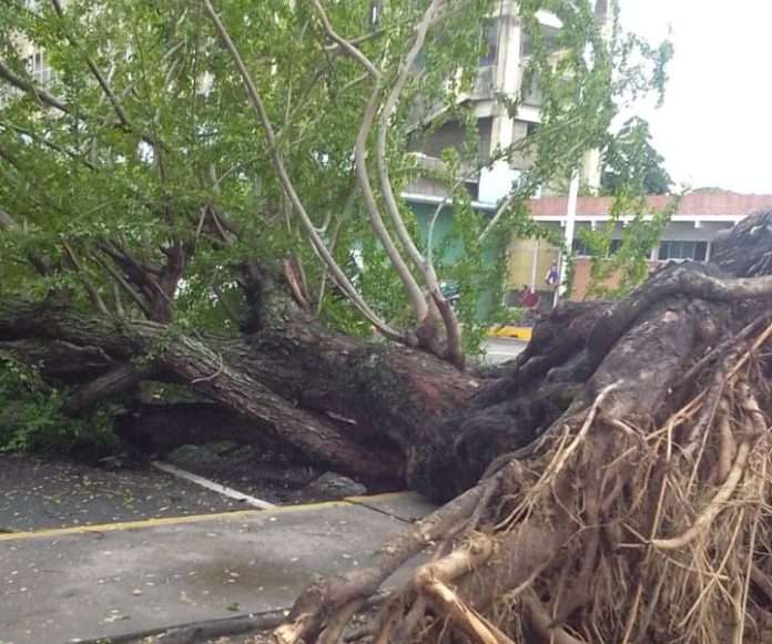 Fuertes vientos y alerta en temprana por lluvias en Barinas y Táchira