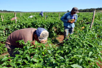 Contrabando productores