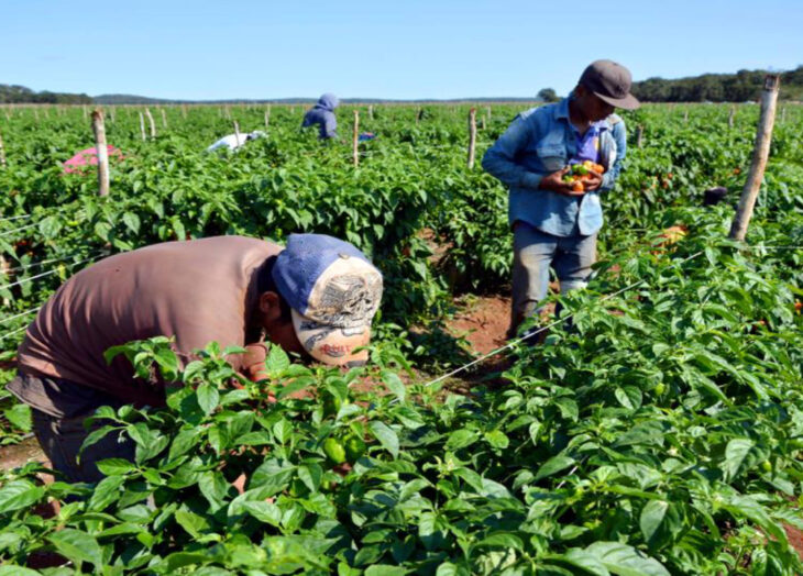 Contrabando productores