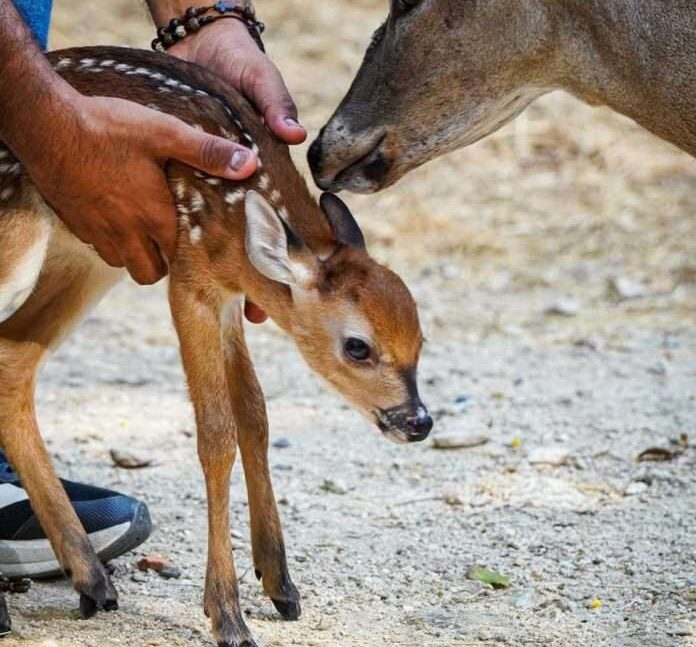 Nace una cría de venado cola blanca en el Zoológico Las Delicias