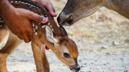 Nace una cría de venado cola blanca en el Zoológico Las Delicias