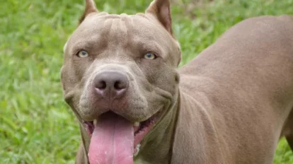 pitbull