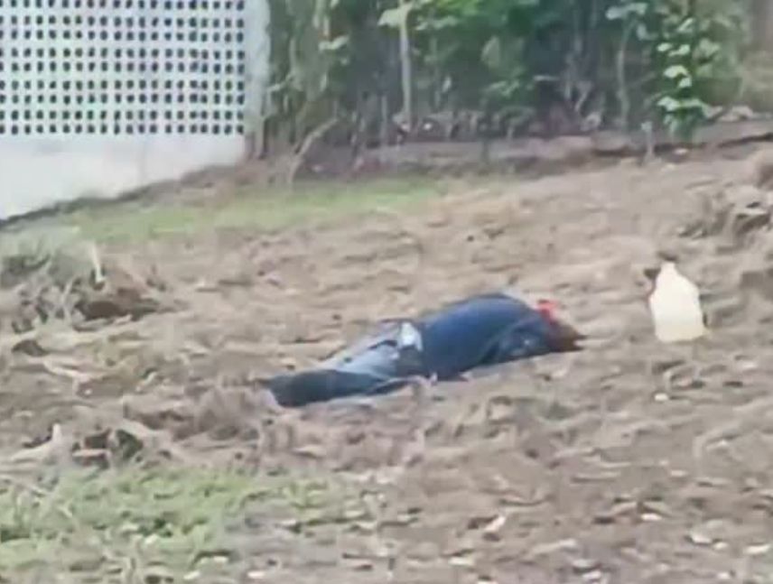 Un hombre quedó atrapado por abejas en El Roble
