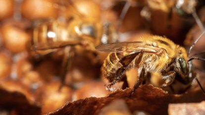 Impulsan campaña en Bolívar para proteger las abejas