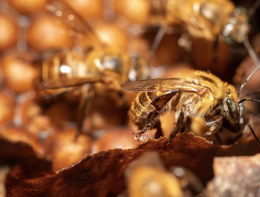 Impulsan campaña en Bolívar para proteger las abejas