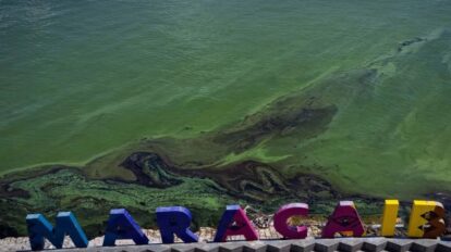 Derrames petroleros amenazan a 15 especies de aves