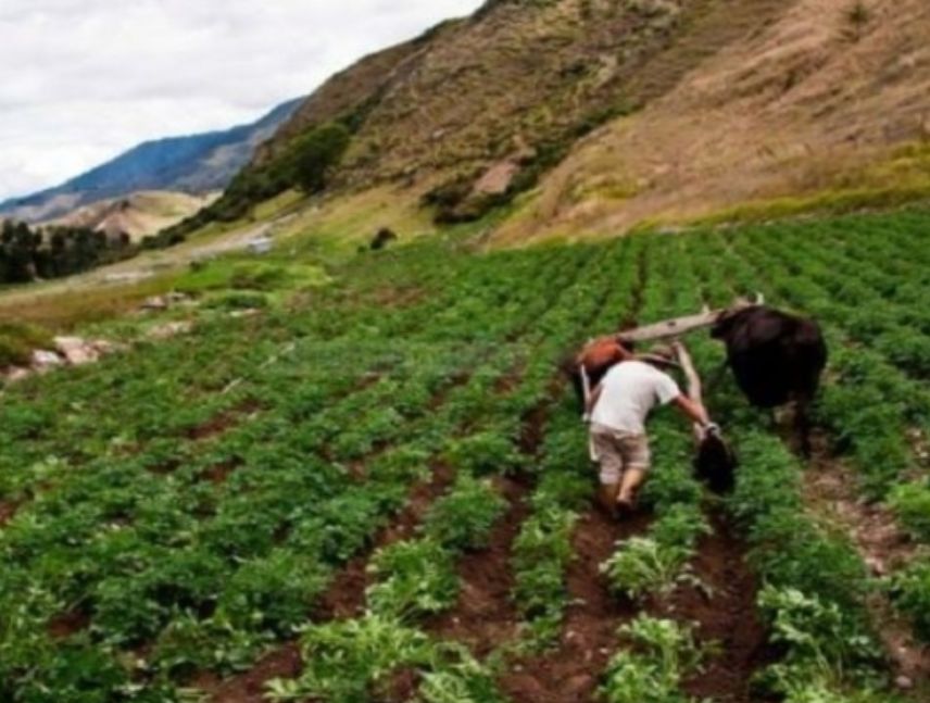 Agricultores de Mérida reportan bajas ganancias