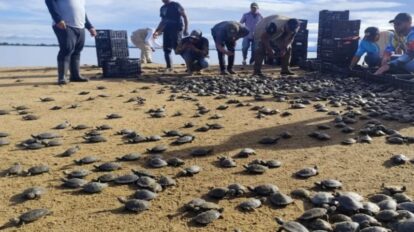 Liberan más de siete mil tortuguillos en el estado Bolívar