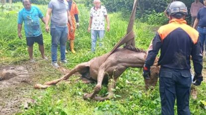 Rescatan a un caballo en Barinas