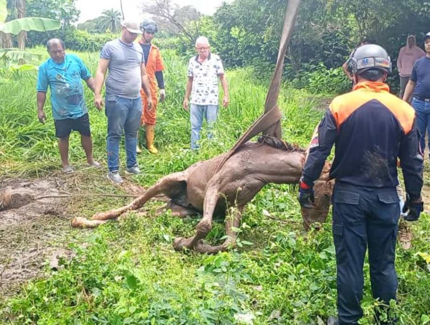 Rescatan a un caballo en Barinas