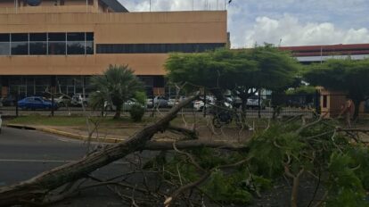 Árbol caído