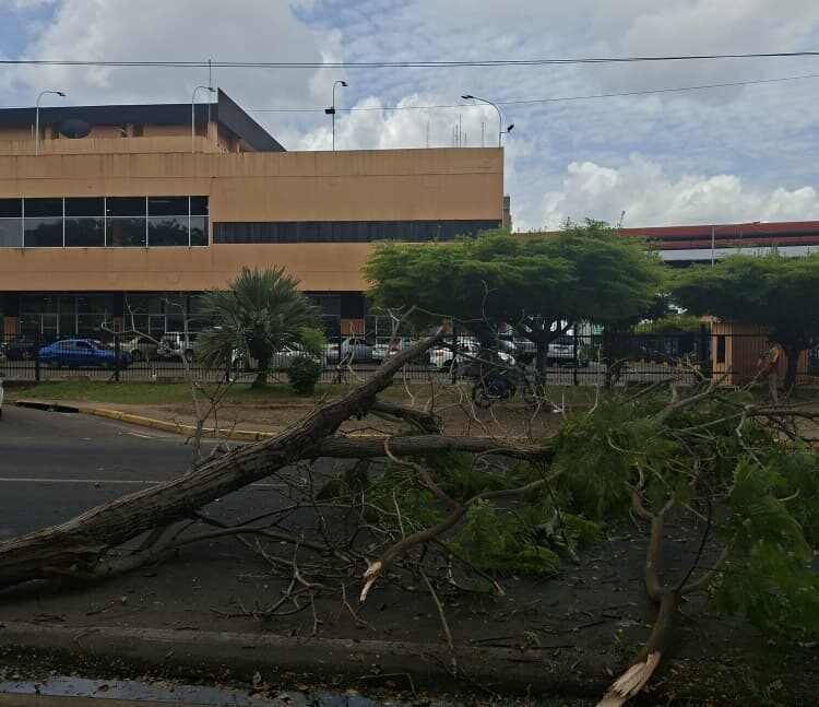 Árbol caído