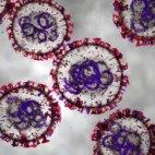 Científicos argentinos prueban spray nasal contra el hantavirus