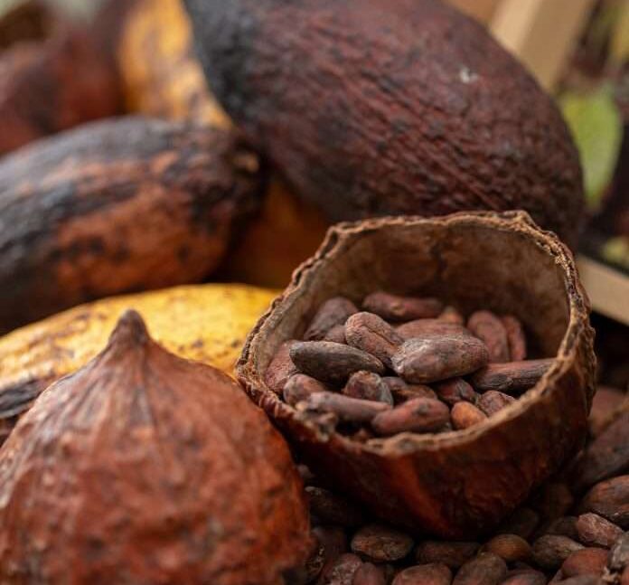 Precio del cacao se recupera y pasa los 4.000 dólares la tonelada