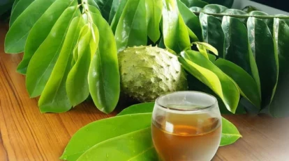 Té de hojas de guanábana: beneficios, contraindicaciones y cómo preparar