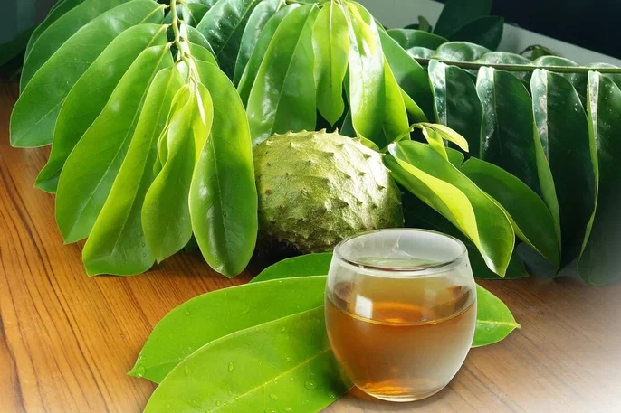 Té de hojas de guanábana: beneficios, contraindicaciones y cómo preparar