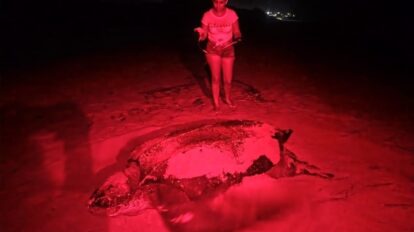 Celebran llegada de gran tortuga Cardón a costas de La Guaira