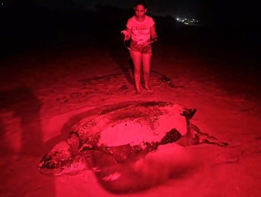 Celebran llegada de gran tortuga Cardón a costas de La Guaira
