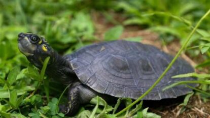 Tortugas