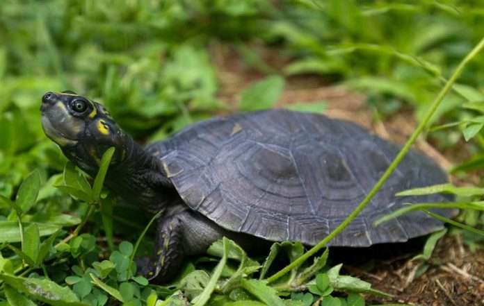 Tortugas