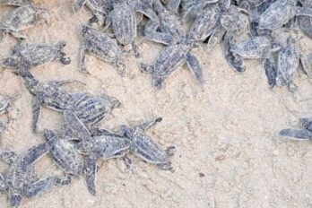 tortugas cardón