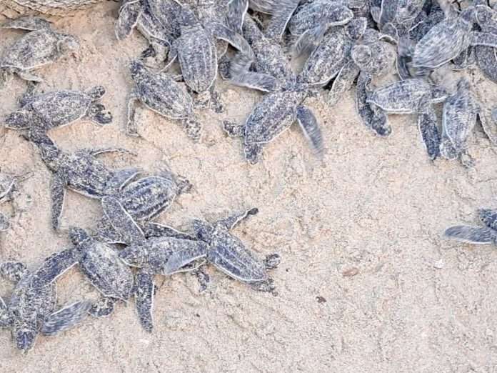 tortugas cardón