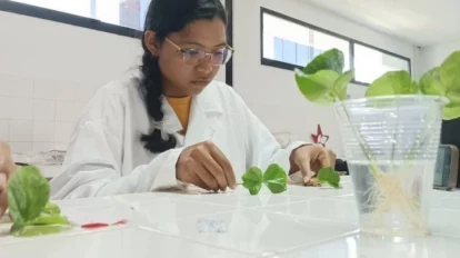 Producción cafetalera es impulsada con la técnica de injertación hipocotiledonaria