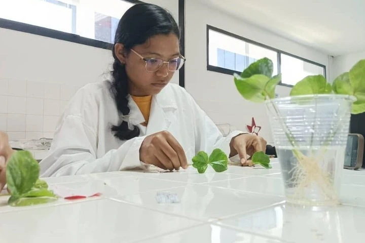 Producción cafetalera es impulsada con la técnica de injertación hipocotiledonaria