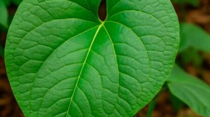 Hoja santa: para qué sirve, cómo usarla y contraindicaciones