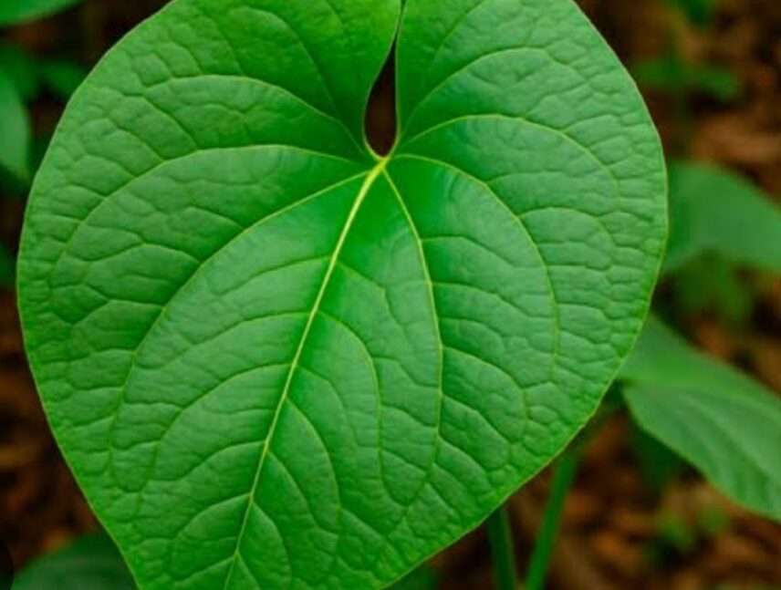 Hoja santa: para qué sirve, cómo usarla y contraindicaciones
