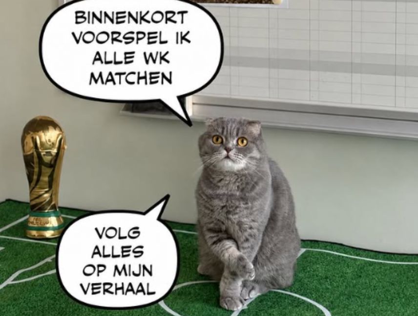 Gato predice resultados del mundial-