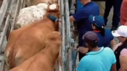 Se extendió el plazo para la vacunación contra la fiebre aftosa
