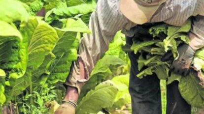 Productores de Trujillo