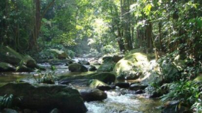 Bosques están perdiendo sincronía