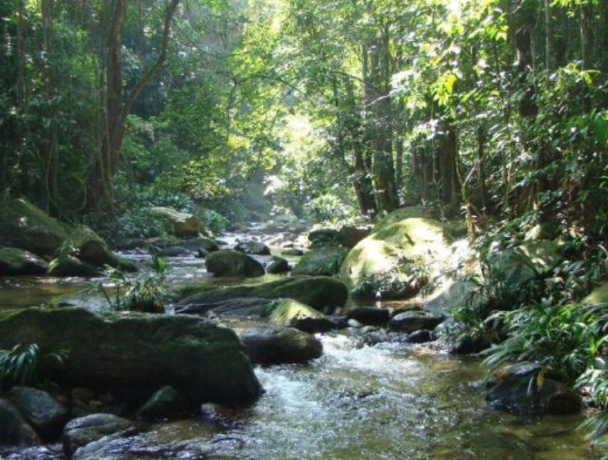 Bosques están perdiendo sincronía