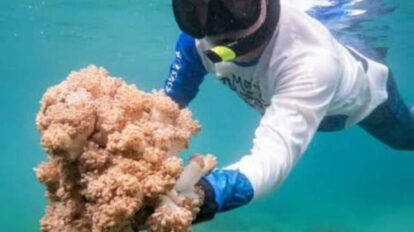 Trabajan para erradicar este tipo de coral invasor del mar caribe.