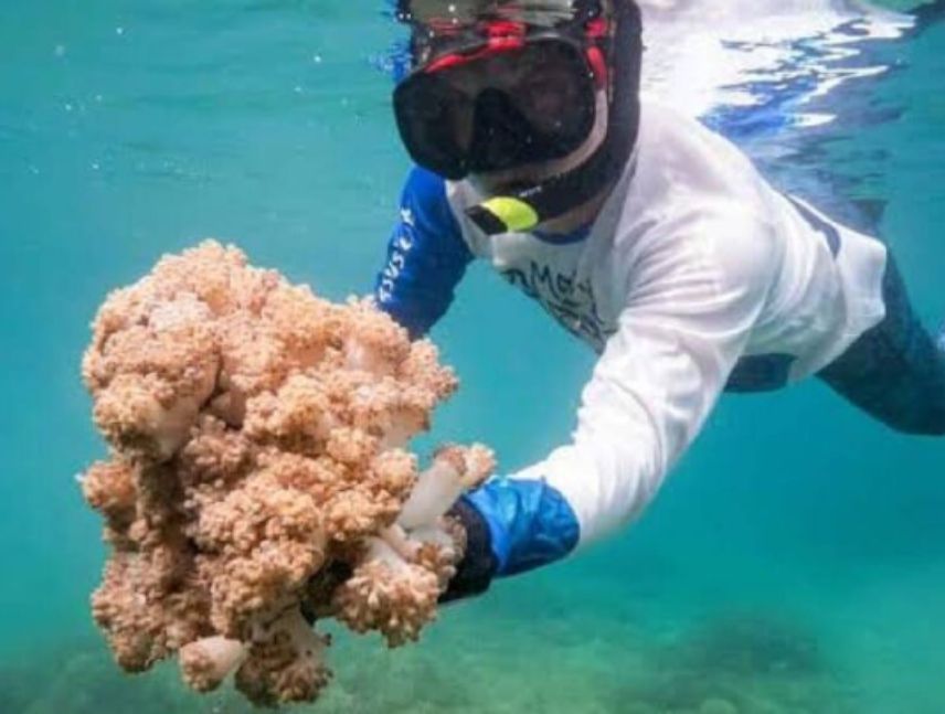 Trabajan para erradicar este tipo de coral invasor del mar caribe.