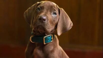 Netflix revela vistazo de la serie live action de Scooby-Doo