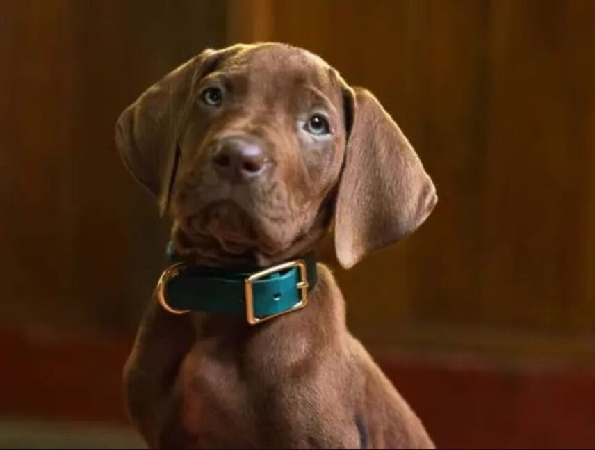 Netflix revela vistazo de la serie live action de Scooby-Doo