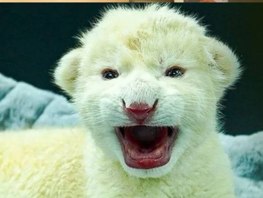 Nacen dos crías de león blanco en el zoológico de Maracay