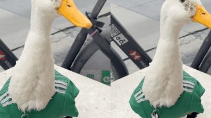 El pato Merlín es la mascota viral del Mundial en México