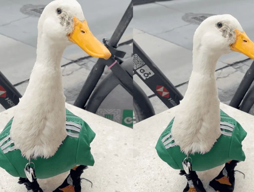 El pato Merlín es la mascota viral del Mundial en México