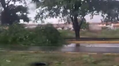 Reportan árbol caído en la avenida Atlántico tras recientes lluvias