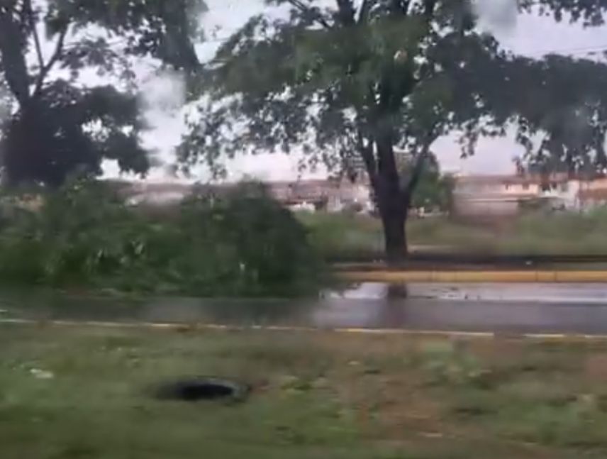 Reportan árbol caído en la avenida Atlántico tras recientes lluvias