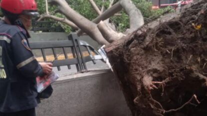 Lluvias y fuertes vientos causaron caída de árboles en Caracas