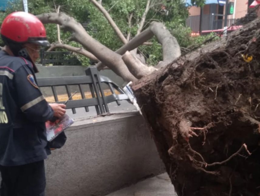 Lluvias y fuertes vientos causaron caída de árboles en Caracas