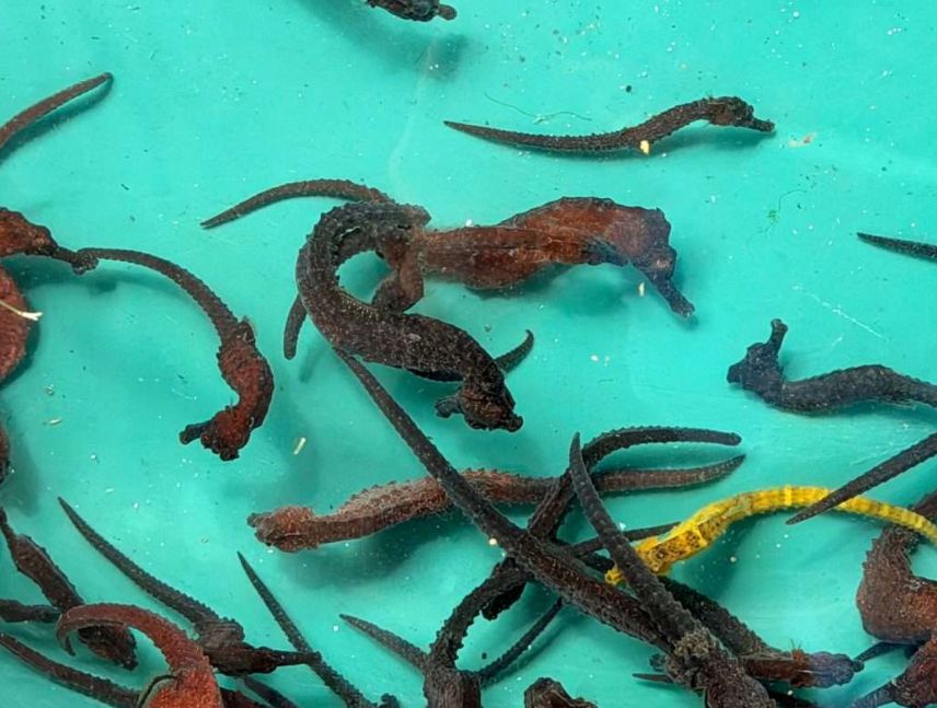 Liberan 1.000 caballitos de mar en la bahía de Mochima