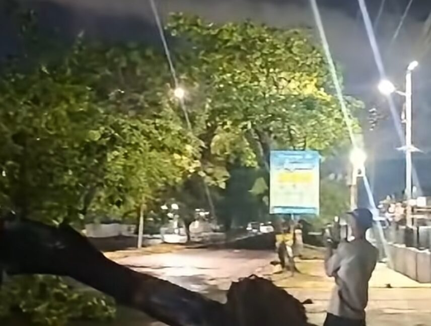 Bomberos del Caroní retiran árbol de la avenida Paseo Caroní